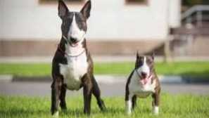 Бул териер: характерен, миниатюрен, стафордшир, английски, грижи, отколкото хранени, кученца, стандарти, обучение